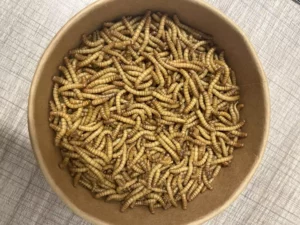 insectus 700g