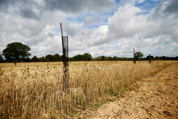 Agroforesterie