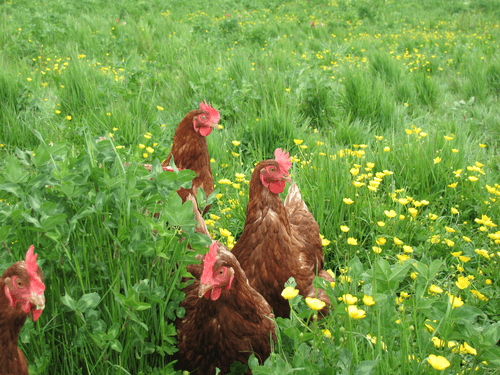 À la ferme de Moquesouris les poules sont ravies