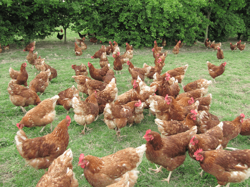 Poules élevées en plein air et nourries avec des céréales biologiques