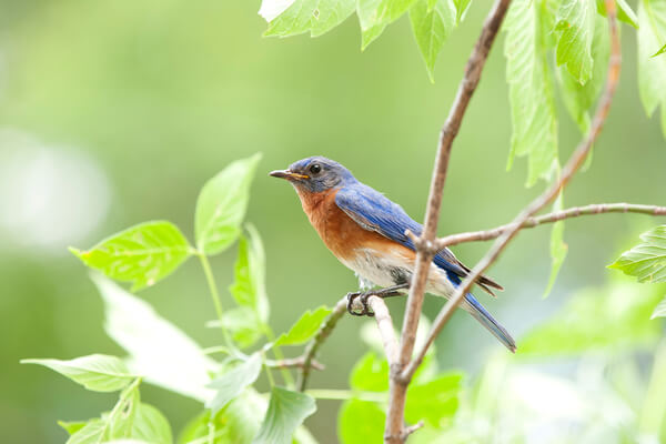 Ligue de Protection des oiseaux